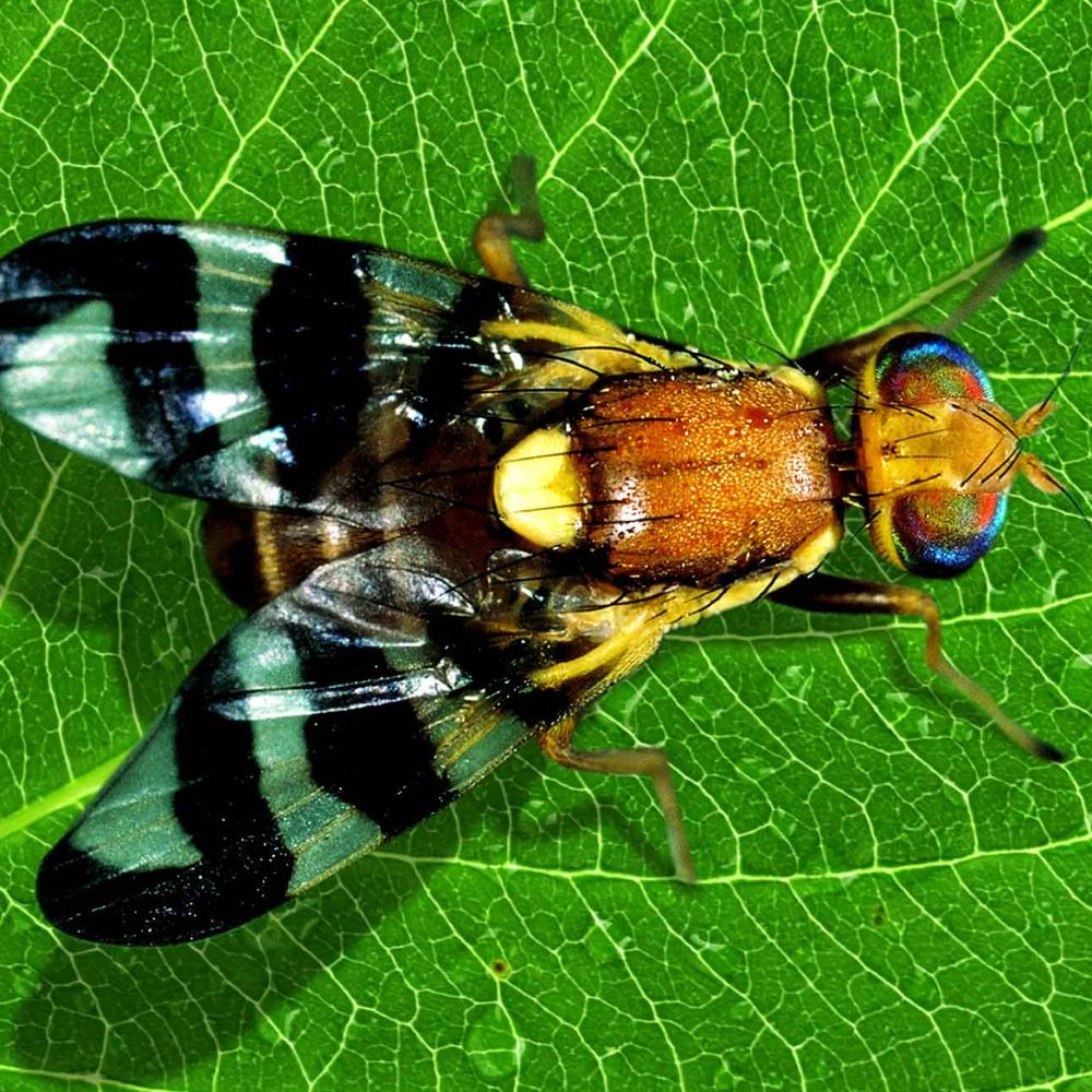 VRTIVKA ORECHOVÁ: NEVIDITEĽNÝ NEPRIATEĽ ORECHOV