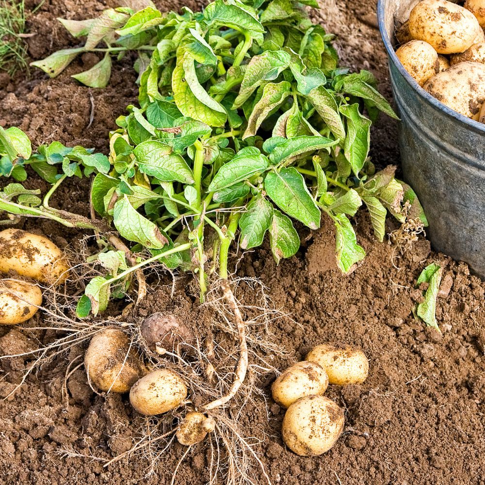 ZEMIAKY VO VAŠEJ ZÁHRADE