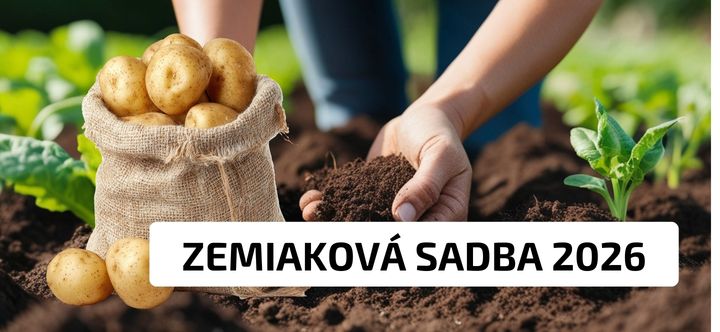 Sadbové zemiaky cena