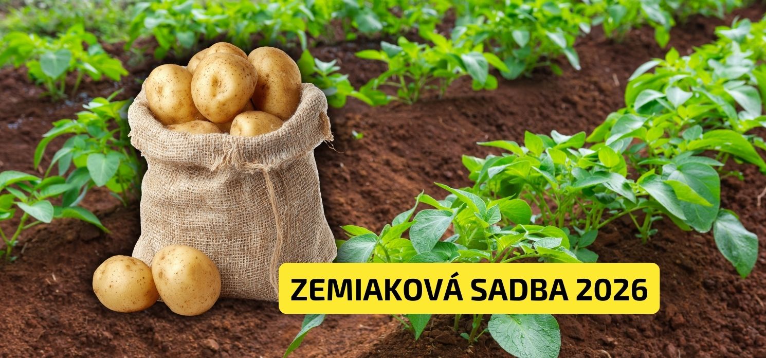 ZEMIAKOVÁ SADBA 2026