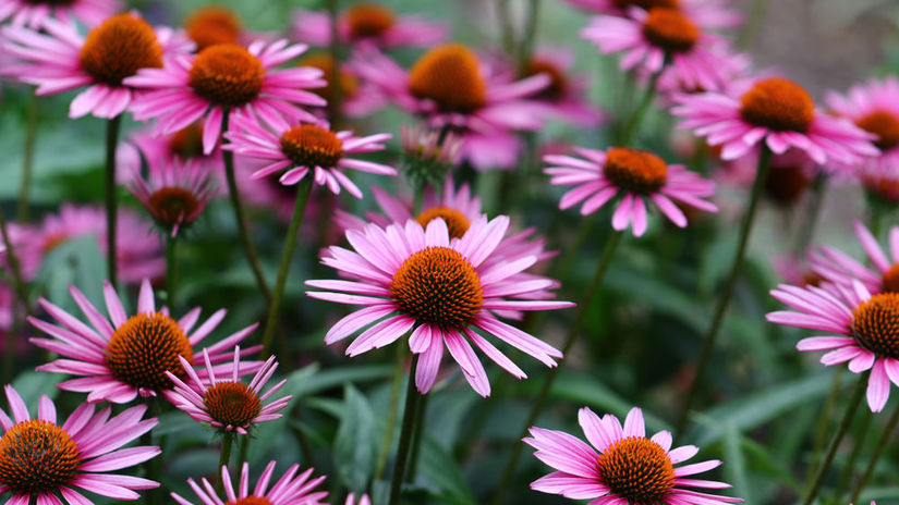 Může vám echinacea pomoci v boji proti nachlazení?