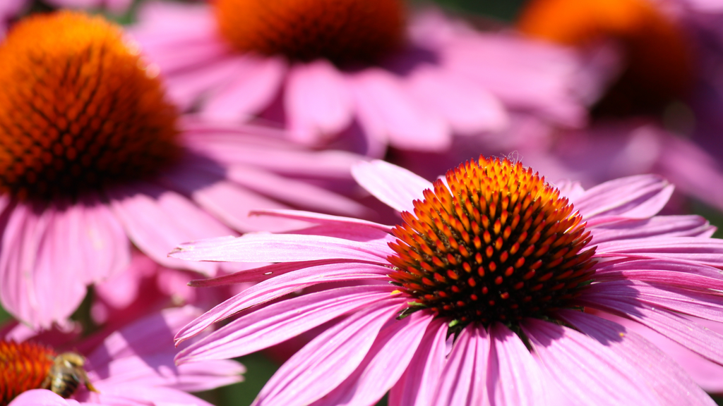 Echinacea