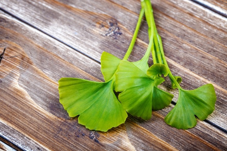 12 výhod Ginkgo Biloba