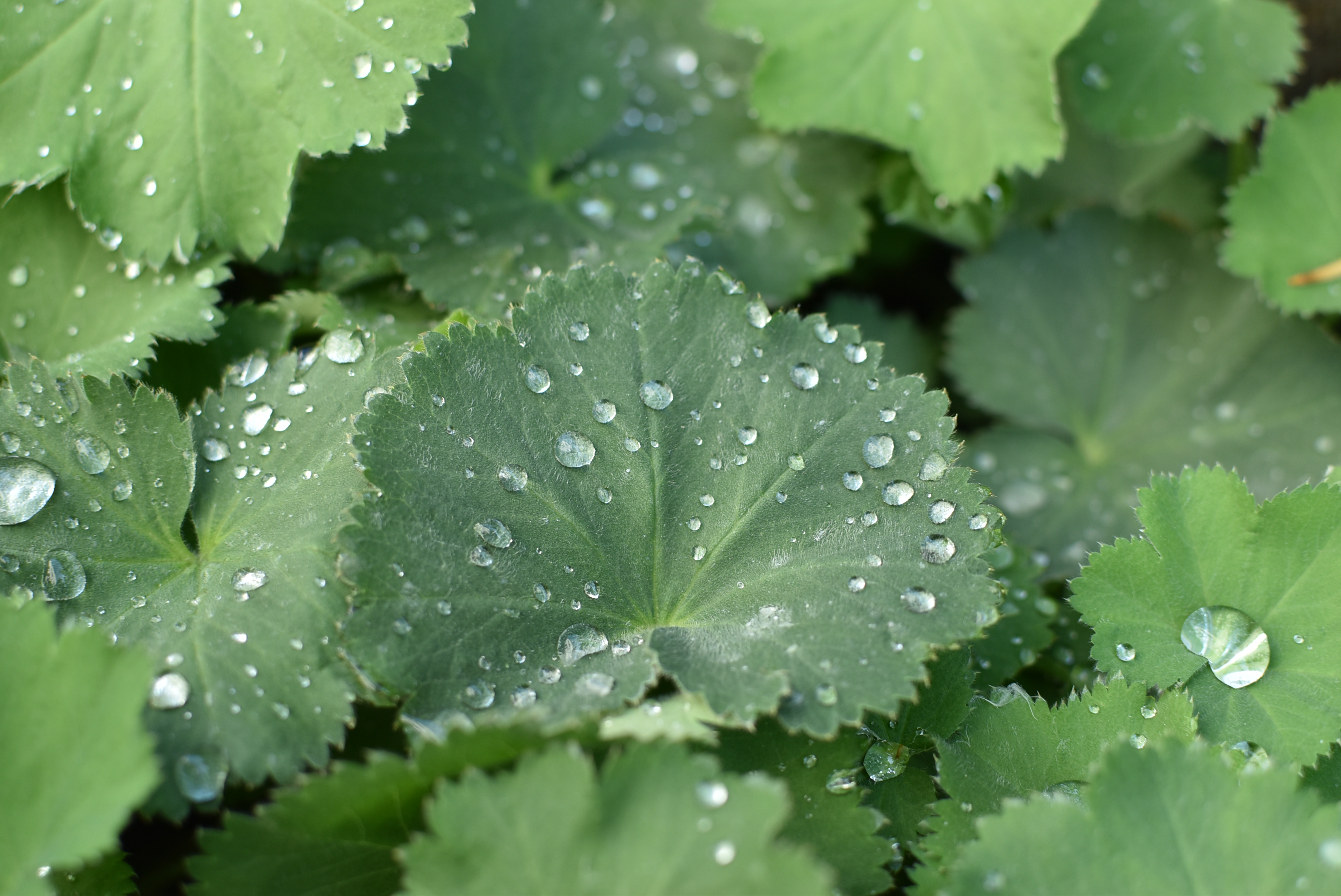 Alchemilka: ženská bylina