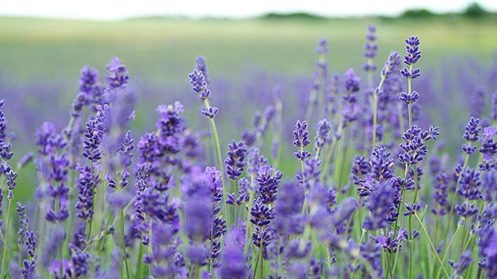 levandula