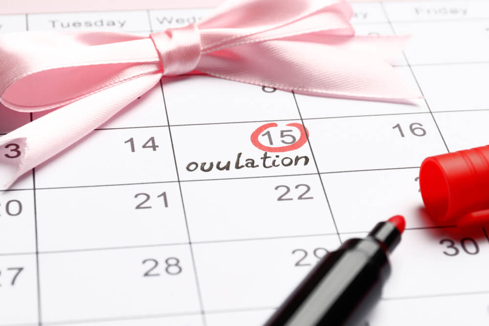 ovulacia