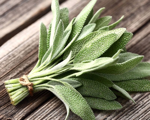 salvia