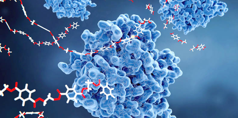 Enzymy niezbędne do trawienia