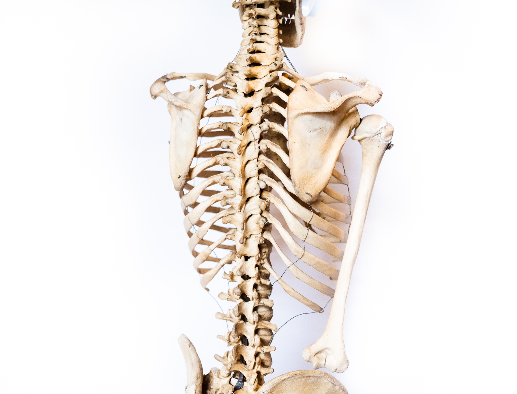 Szkielet: struktura, funkcja i utrzymanie kości