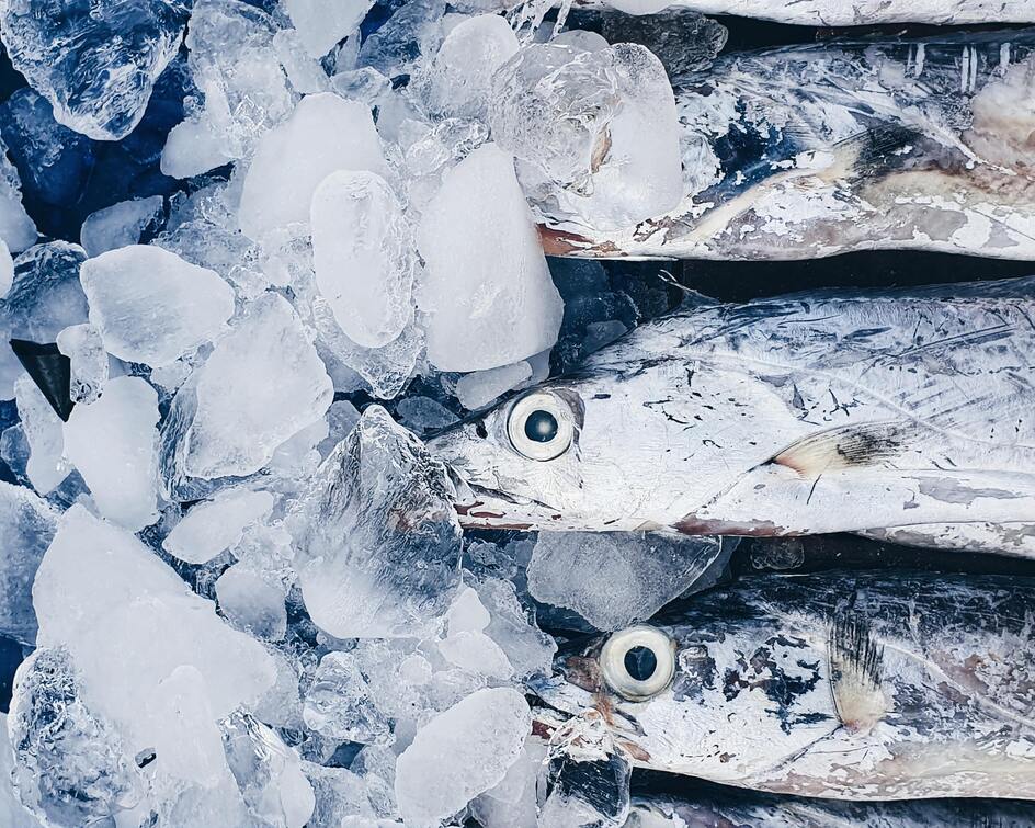 Z oceánu do O3 - pozrite sa ako sa vyrába náš rybí olej