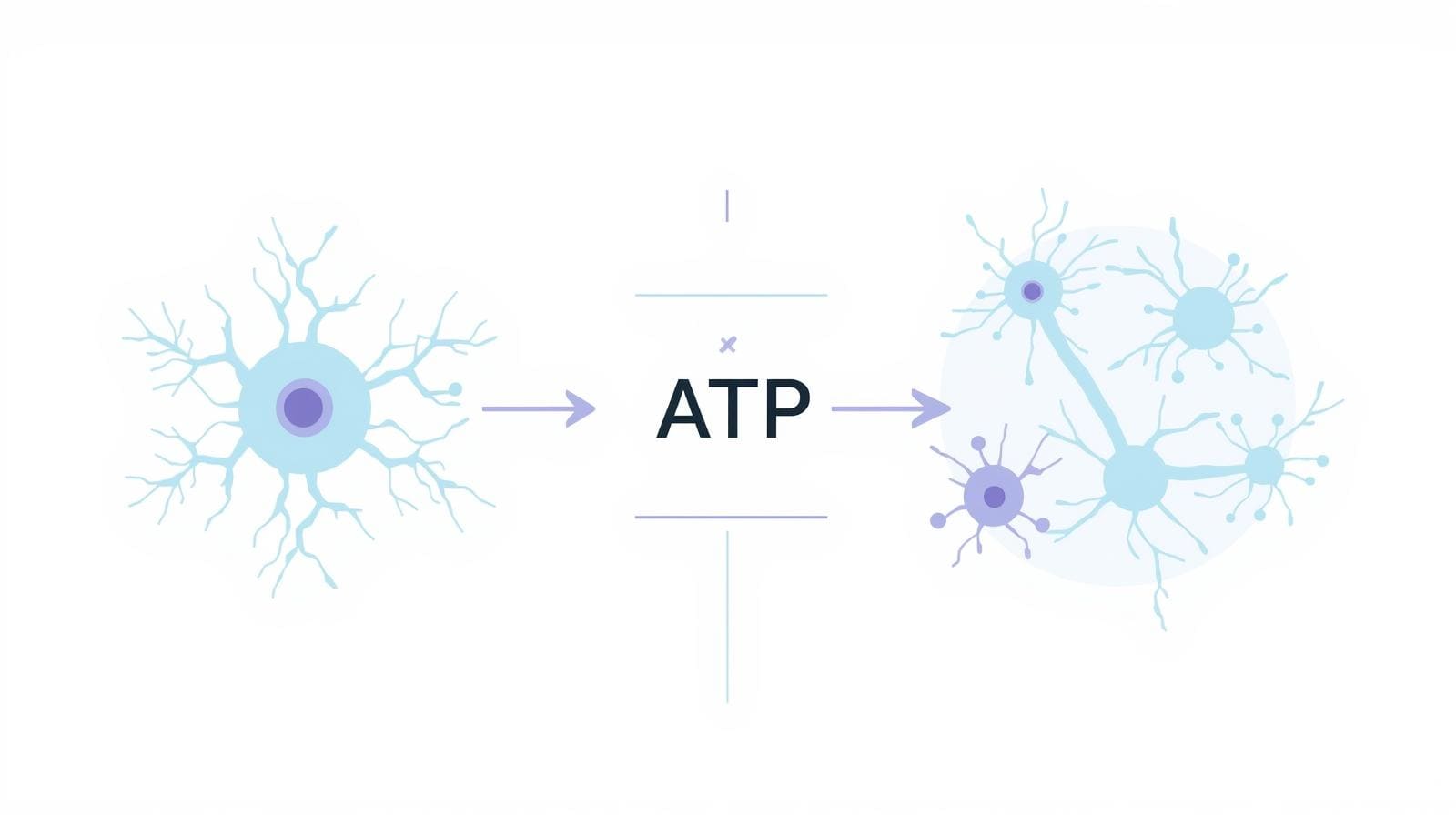 Ilustrácia mozgu a bunkovej energie ATP