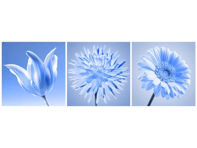 Obraz Kvety modré 20x60