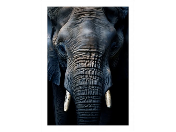 Plakát Old Elephant tisk.jpg