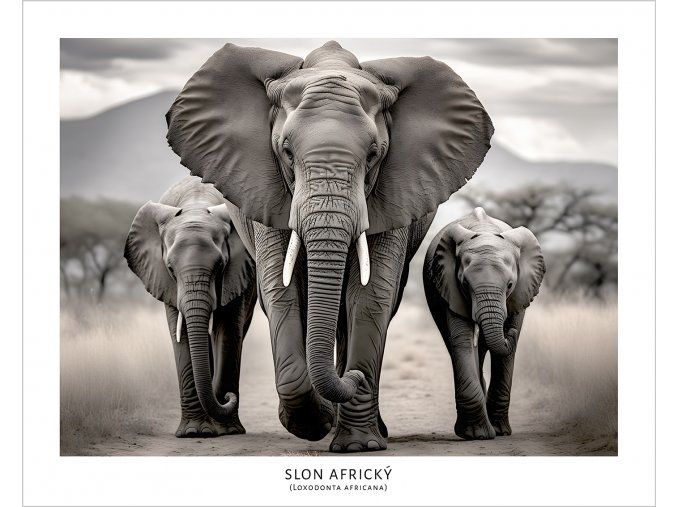 Plakát Slon Africký tisk