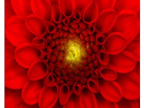 Obraz Červený kvet 40x50