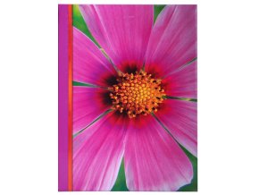 Violeta album 100 9x13