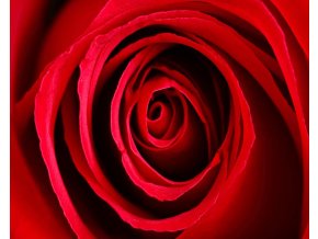 Obraz Růžový květ 40x50