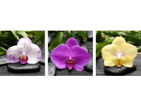 Obraz Tři orchideje