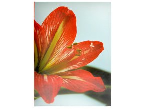 album clivia 100 10x15