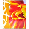 Album Tulipán na 100 fotografií