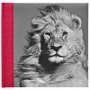 Album Wildlife 100