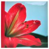 Album Clivia