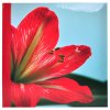 Fotoalbum Clivia s popisom