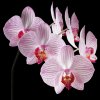 Obraz Orchidej