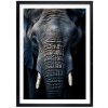 Plakát Old Elephant + černý rám