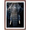 Plakát Old Elephant + hnědý rám