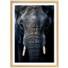 Plakát Old Elephant + natur rám