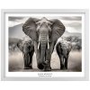 Plakát Slon Africký v bílém rámu