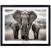 Plakát Slon Africký v černém rámu