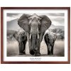 Plakát Slon Africký v hnědém rámu