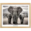 Plakát Slon Africký v natur rámu