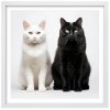 Plakát Kočky u fotografa 1 + bílý rám