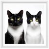 Plakát Kočky u fotografa 3 + bílý rám