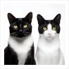 Plakát Kočky u fotografa 3 tisk