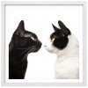 Plakát Kočky u fotografa 4 + bílý rám