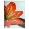 album clivia 100 10x15