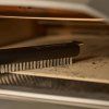 Newbrushshort closeup