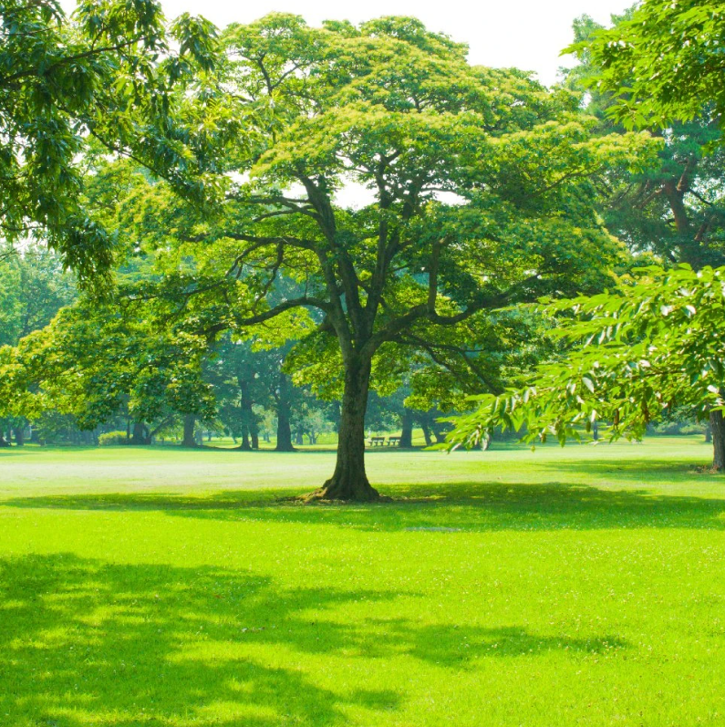 PARK