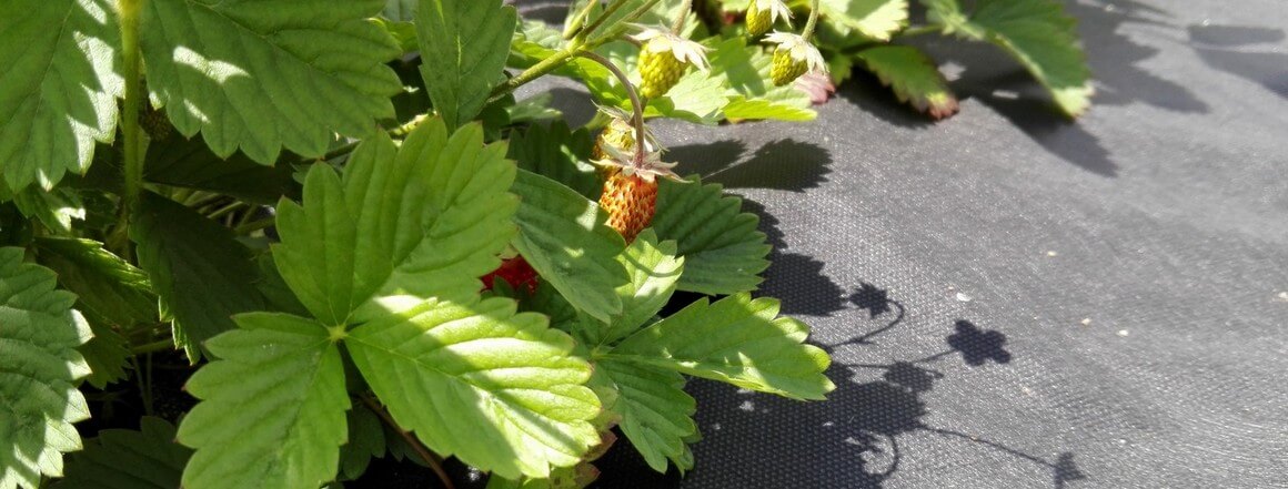 Mulčovací textílie