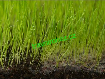 EkoGrass Synthetic travní rohož s osivem - 25m x 2,1m