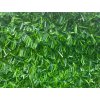 Umělý živý plot - neprůhledné pletivo 10m x 1,8m - 6