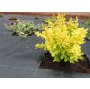 Tkaná textilie 100 g/m², agrotextilie 10m x 1,6m, hnědá