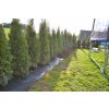 Tkaná textilie 100 g/m², agrotextilie 10m x 1,6m, hnědá