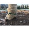 Pás na ochranu kmene stromu proti mrazu a zimnímu slunci – 100 % len, 10 cm × 10 mvyrp13 1883 tn