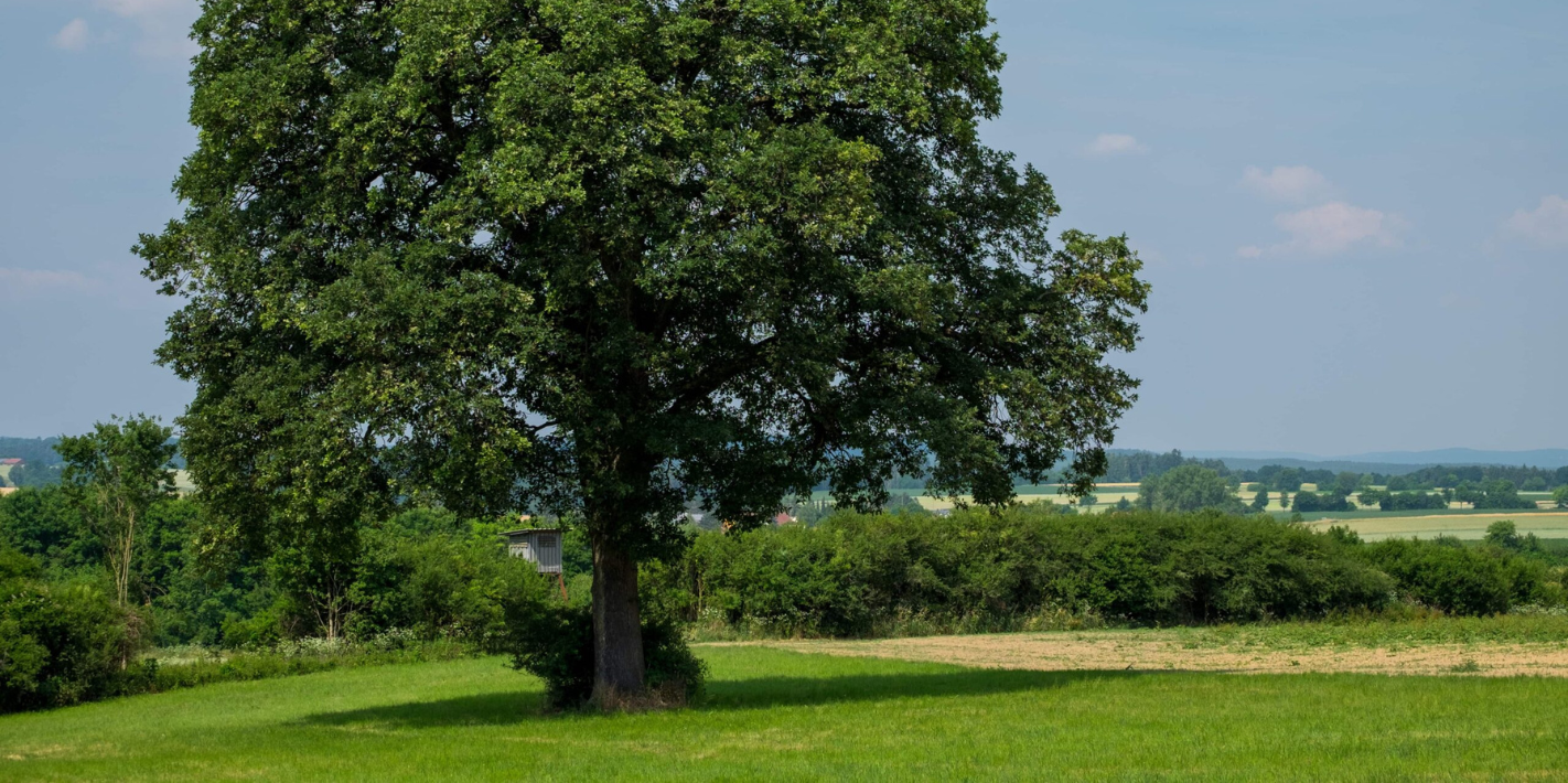 10 zaujímavostí o dube
