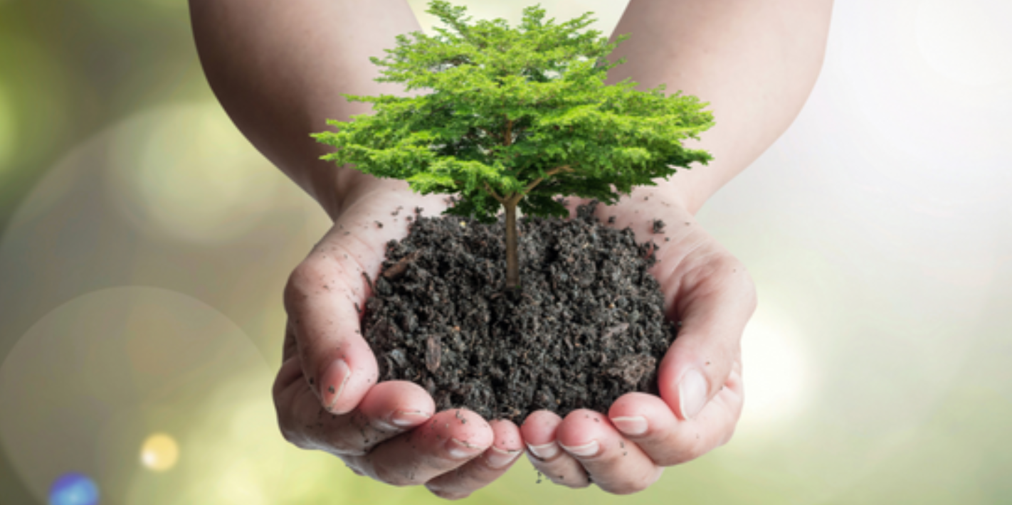 20. října - Mezinárodní den stromů